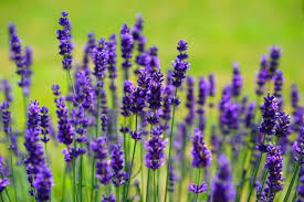Extracto - Lavanda